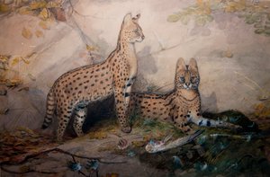 Serval, 1851-1869 - Joseph Wolf